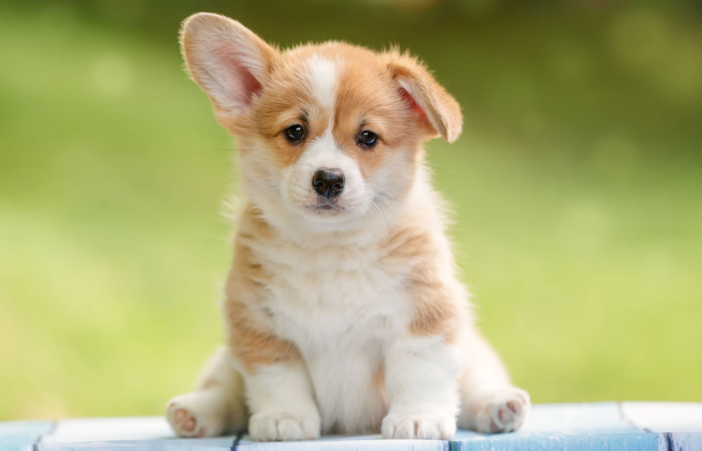 Young puppy sitting outside