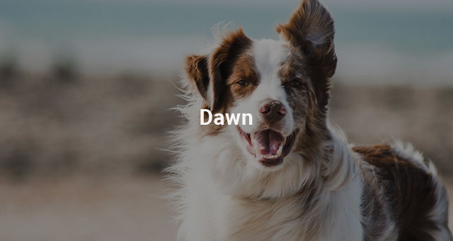 Dawn