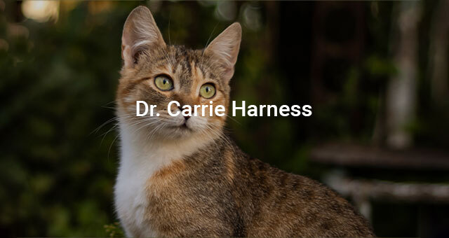 Carrie Harness