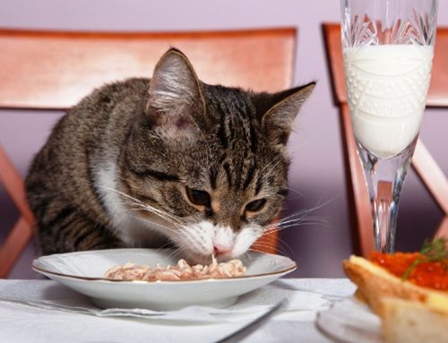 Feline Feeding Pitfalls