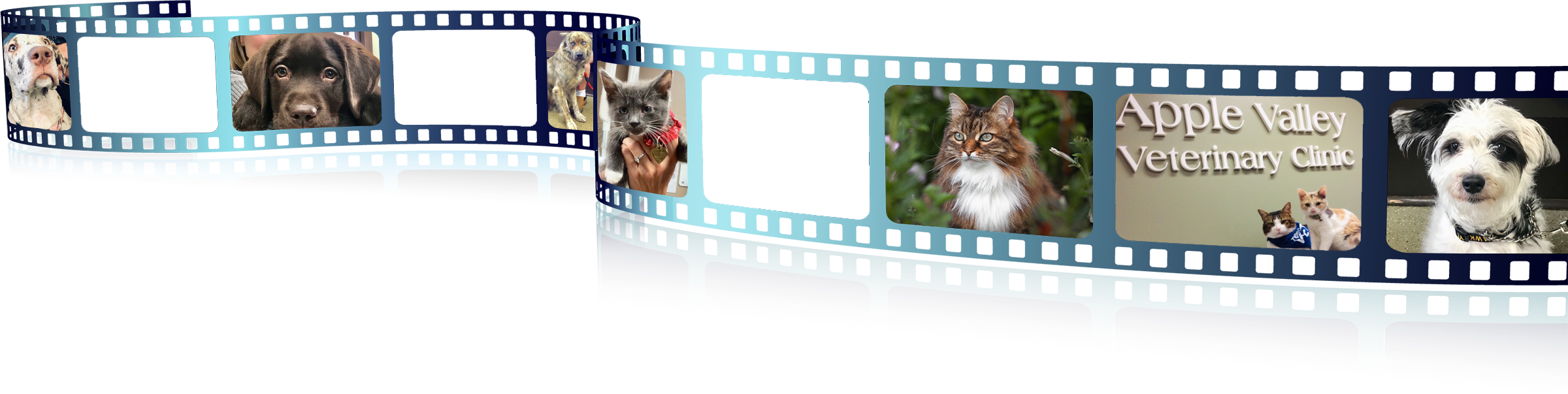 Apple Valley Veterinary Clinic pet videos widget