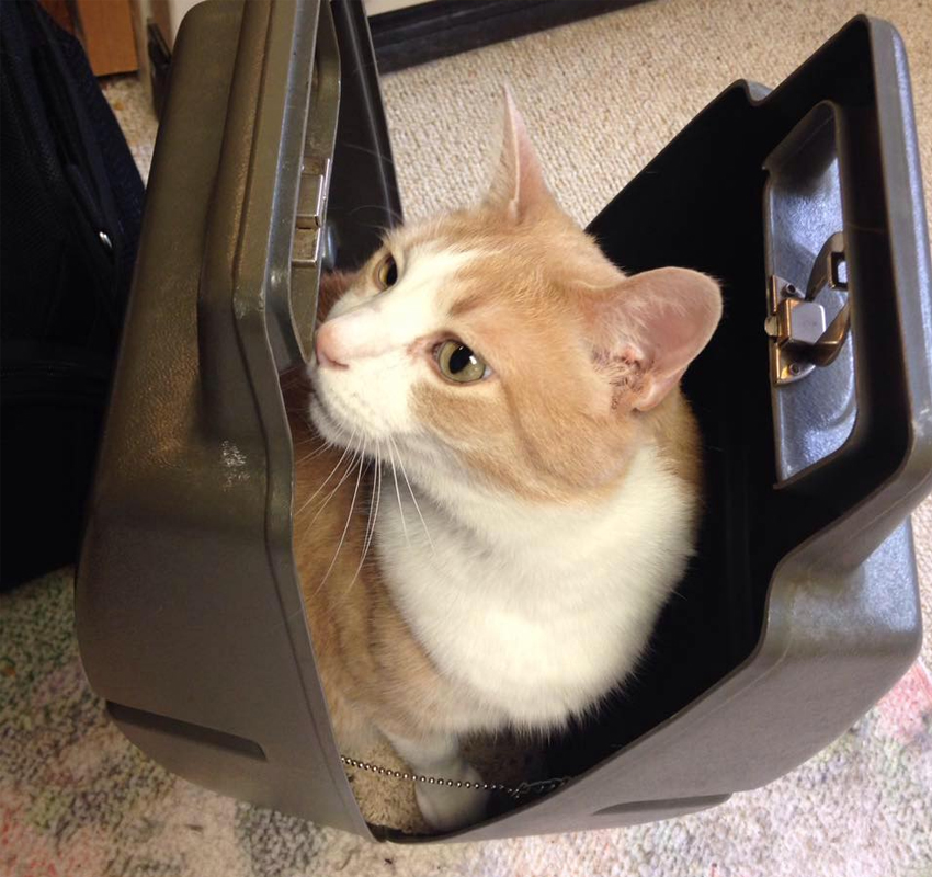Cat in a carrier at Apple Valley Veterinary Clinic