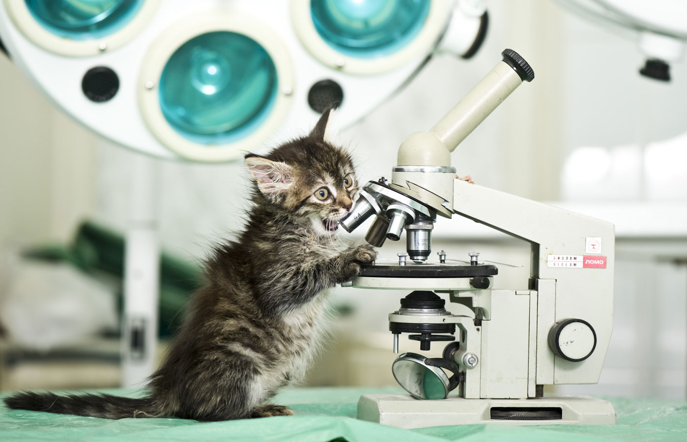 Kitten playing with a microscope