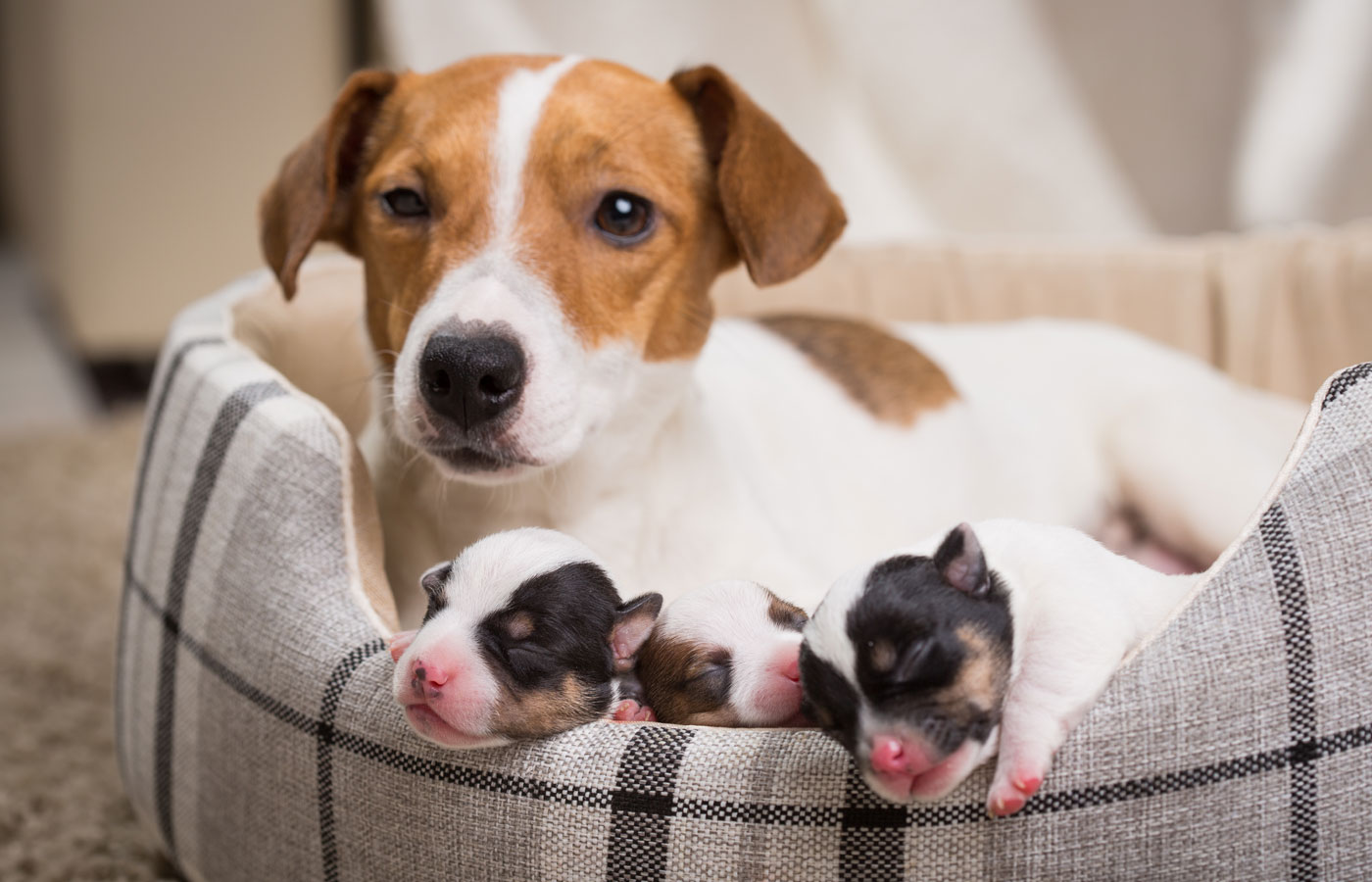 Dog with young puppies