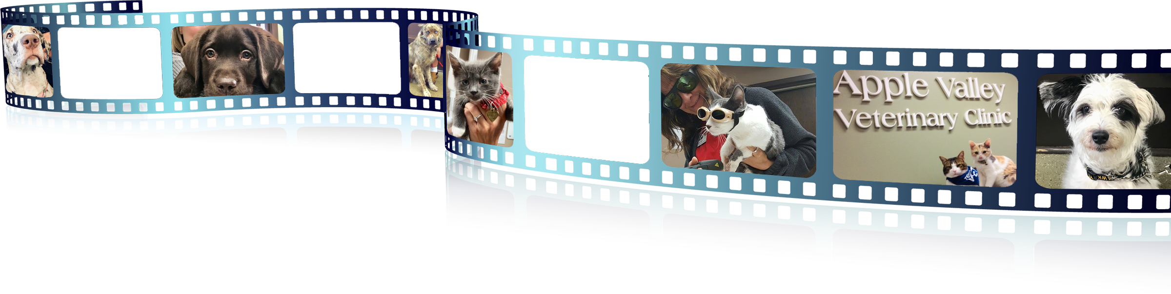 Vet in Appleton, WI Apple Valley Veterinary Clinic