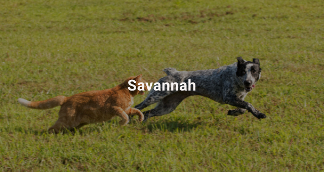 Savannah
